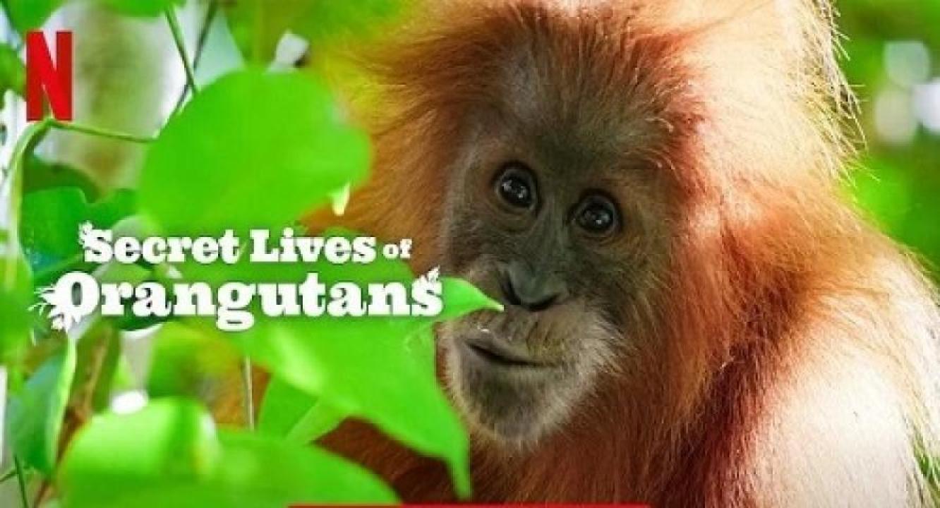 مشاهدة فيلم Secret Lives of Orangutans 2024 مترجم لاروزا