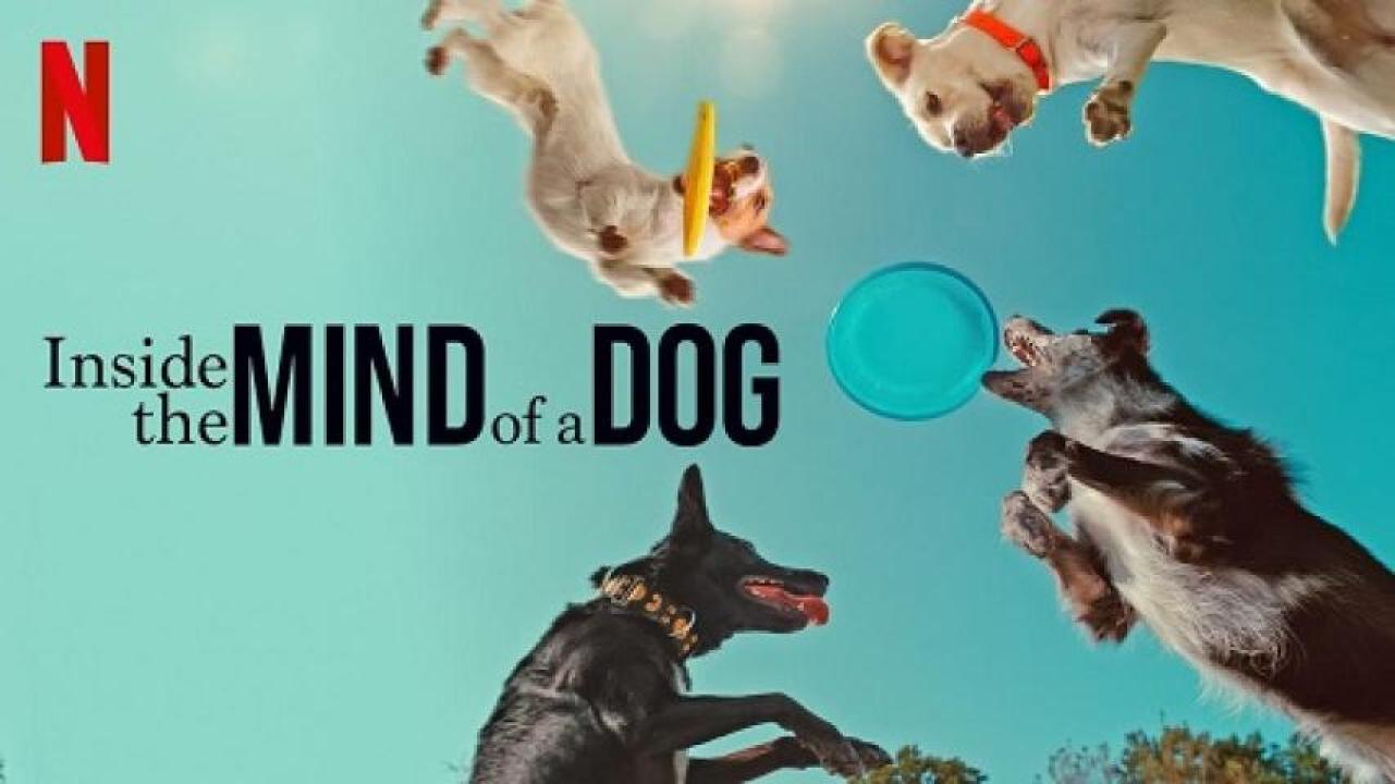 مشاهدة فيلم Inside the Mind of a Dog 2024 مترجم لاروزا